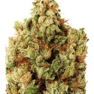 Сорт Green Ninja fem (Heavyweight Seeds)