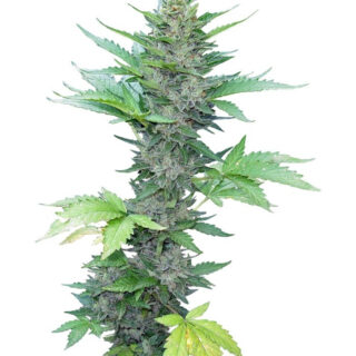 Сорт Gorilla Zkittlez (Barney's Farm) Сорт Gorilla Zkittlez (Barney's Farm)