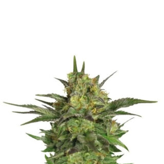 Сорт Haze Berry fem (RQS)