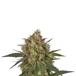 Сорт Ice fem (RQS)