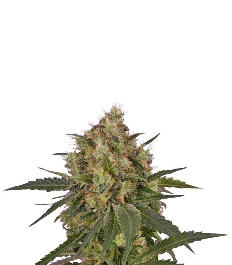 Сорт Ice fem (RQS) Сорт Ice fem (RQS)