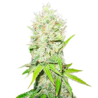 Сорт Gorilla Zkittlez (Barney's Farm) Сорт Gorilla Zkittlez (Barney's Farm)