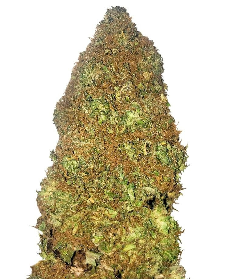 Сорт Jackpot Auto fem (Heavyweight Seeds) Сорт Jackpot Auto fem (Heavyweight Seeds)