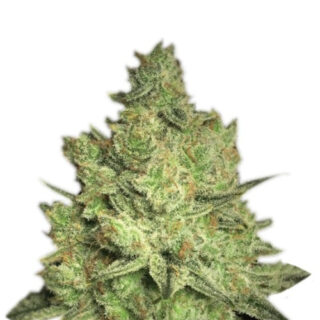 Сорт Gorilla Zkittlez (Barney's Farm) Сорт Gorilla Zkittlez (Barney's Farm)