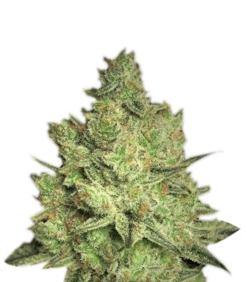 Сорт Gorilla Zkittlez (Barney's Farm) Сорт Gorilla Zkittlez (Barney's Farm)