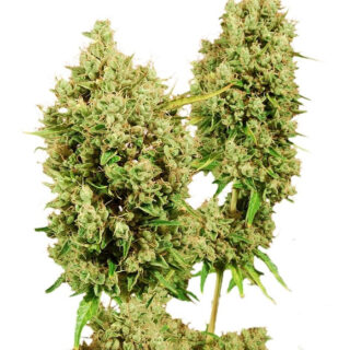 Сорт LSD fem (Barney's Farm)