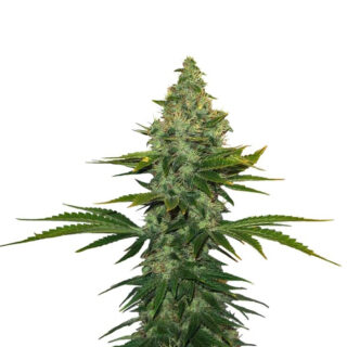 Сорт Liberty Haze fem (Barney's Farm)