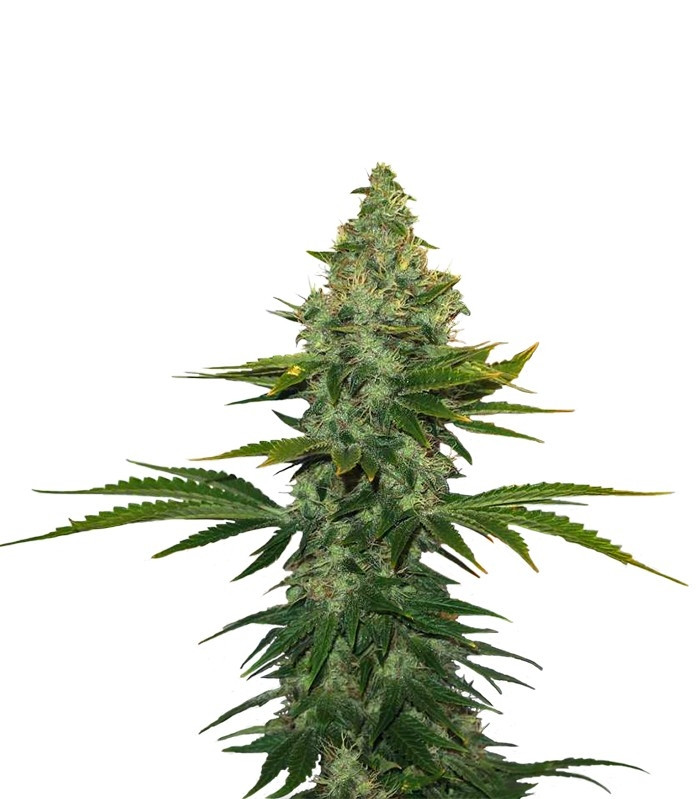 Сорт Liberty Haze fem (Barney's Farm) Сорт Liberty Haze fem (Barney's Farm)