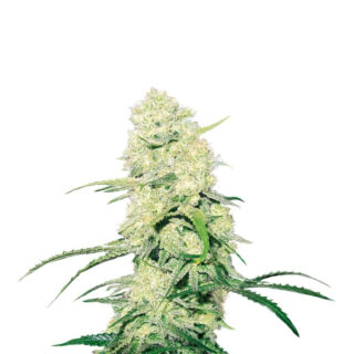 Сорт Malakoff fem (Medical Seeds) Сорт Malakoff fem (Medical Seeds)