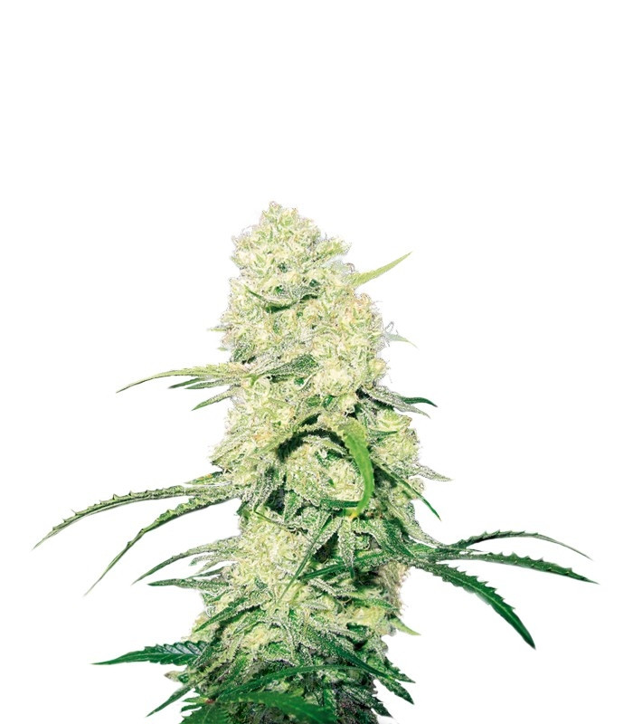 Сорт Malakoff fem (Medical Seeds) Сорт Malakoff fem (Medical Seeds)