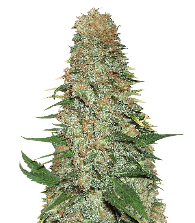 Сорт LSD-25 auto (FastBuds) Сорт LSD-25 auto (FastBuds)