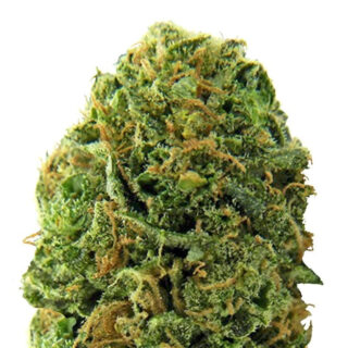 Сорт Massive Midget auto fem (Heavyweight Seeds)
