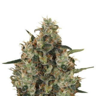 Сорт Medical Mass fem (RQS)