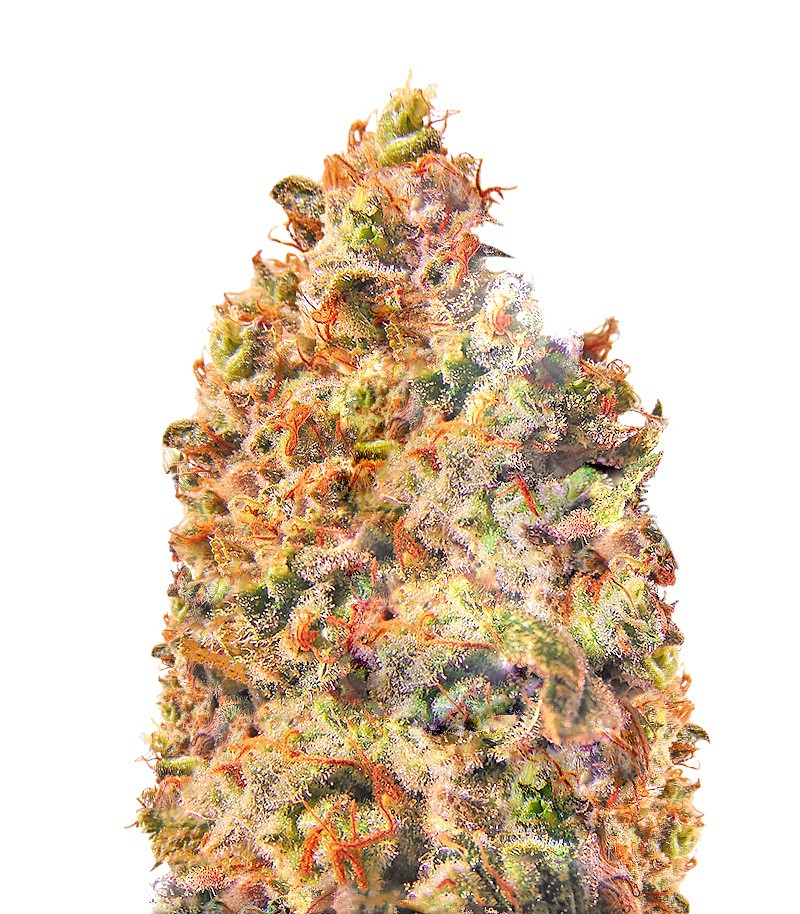 Сорт LSD-25 auto (FastBuds) Сорт LSD-25 auto (FastBuds)