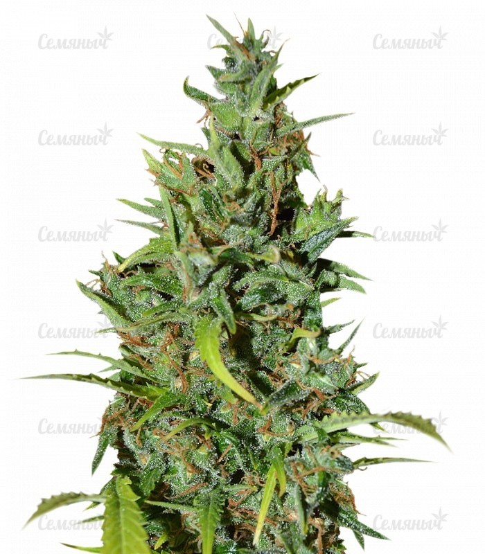 Сорт LSD-25 auto (FastBuds) Сорт LSD-25 auto (FastBuds)