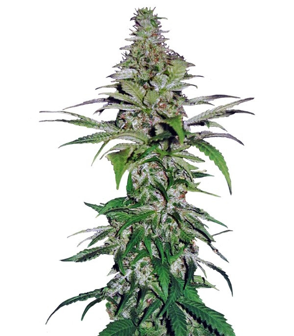 Сорт Northern Lights fem (Pyramid Seeds) Сорт Northern Lights fem (Pyramid Seeds)