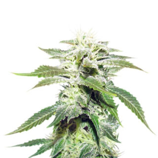 Сорт Original White Widow (IBL) fem (Paradise Seeds) Сорт Original White Widow (IBL) fem (Paradise Seeds)