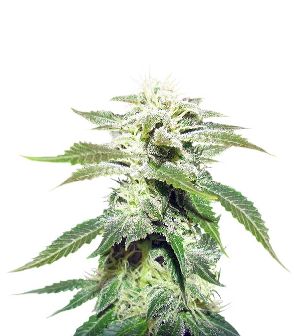 Сорт Original White Widow (IBL) fem (Paradise Seeds) Сорт Original White Widow (IBL) fem (Paradise Seeds)