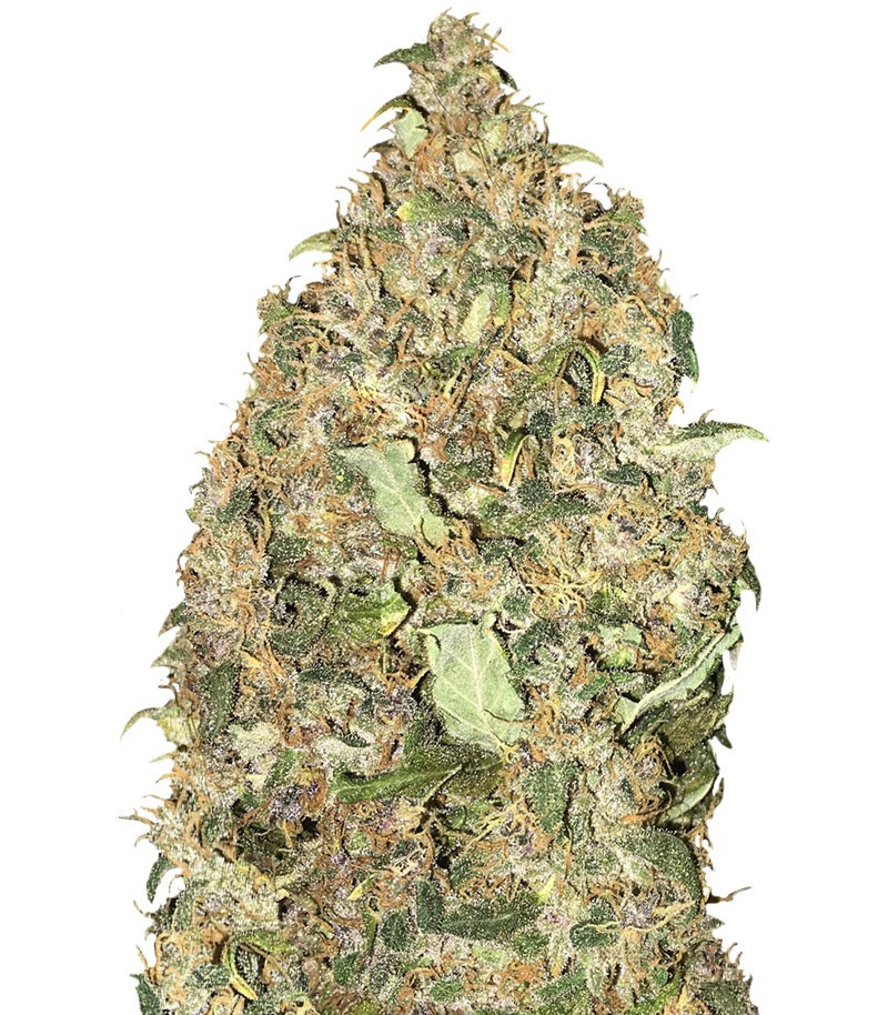 Сорт Peyote Cookies fem (Barney's Farm) Сорт Peyote Cookies fem (Barney's Farm)