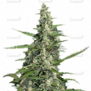 Сорт Monster Gelato fem (Monster Genetics)