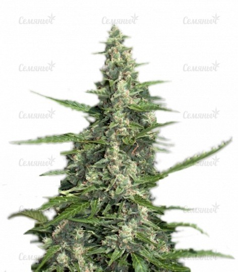 Сорт Monster Gelato fem (Monster Genetics) Сорт Monster Gelato fem (Monster Genetics)