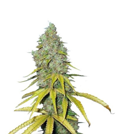 Сорт Rainbow Road fem (Paradise Seeds) Сорт Rainbow Road fem (Paradise Seeds)