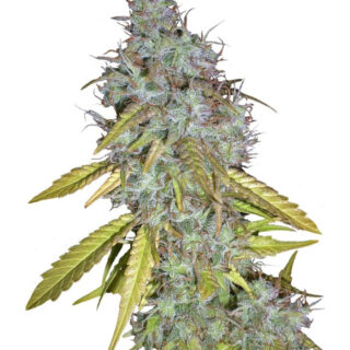 Сорт Rainbow Road fem (Paradise Seeds) Сорт Rainbow Road fem (Paradise Seeds)