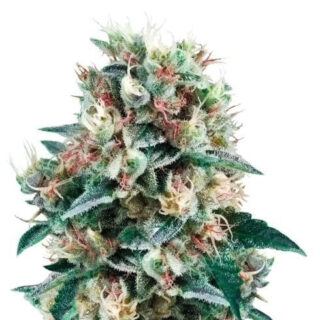 Сорт Royal Creamatic auto fem (RQS)