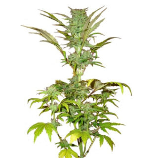 Сорт Short Rider Automatic fem (Nirvana Seeds) Сорт Short Rider Automatic fem (Nirvana Seeds)