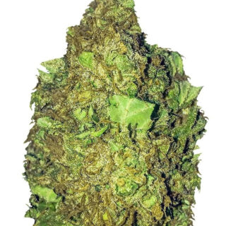 Сорт Short & Sweet Auto fem (Heavyweight Seeds)
