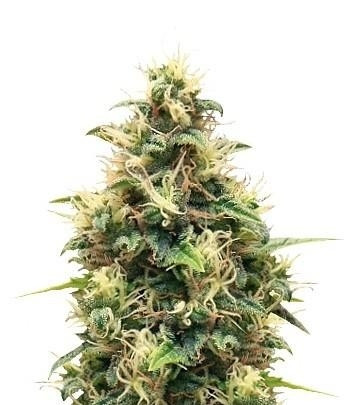 Сорт Somango XL fem (RQS) Сорт Somango XL fem (RQS)