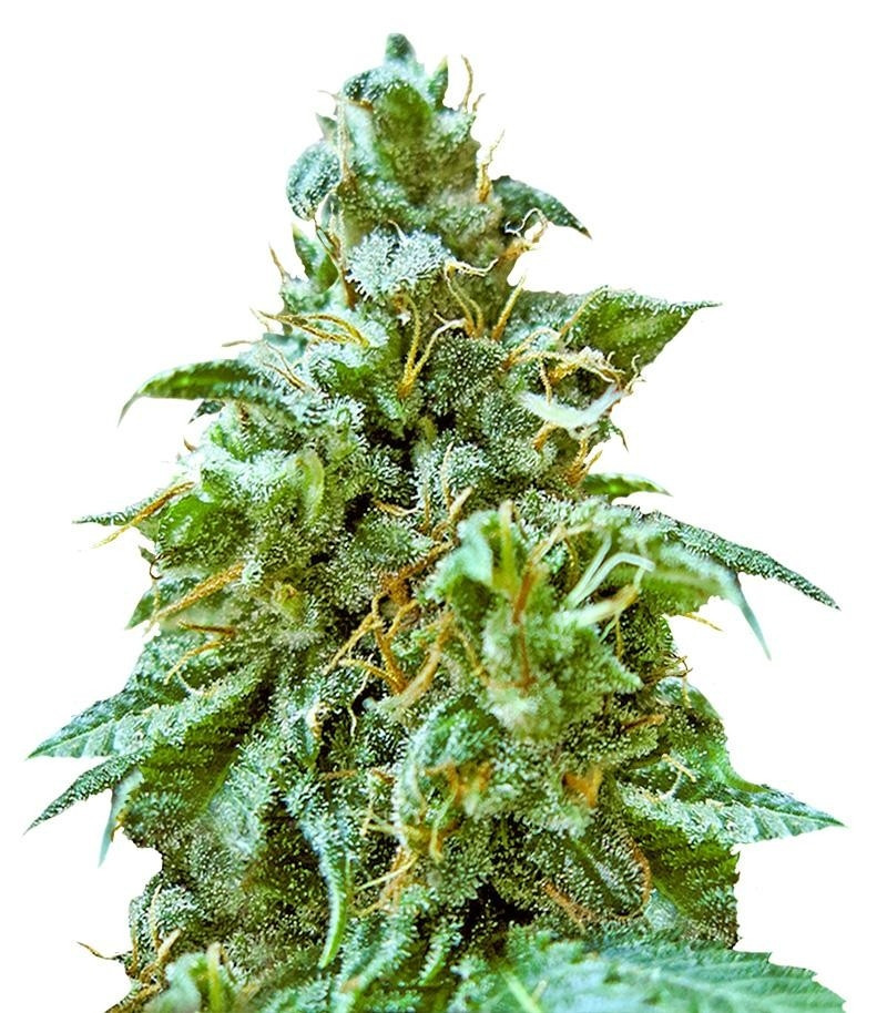 Сорт Superb OG fem (Heavyweight Seeds) Сорт Superb OG fem (Heavyweight Seeds)