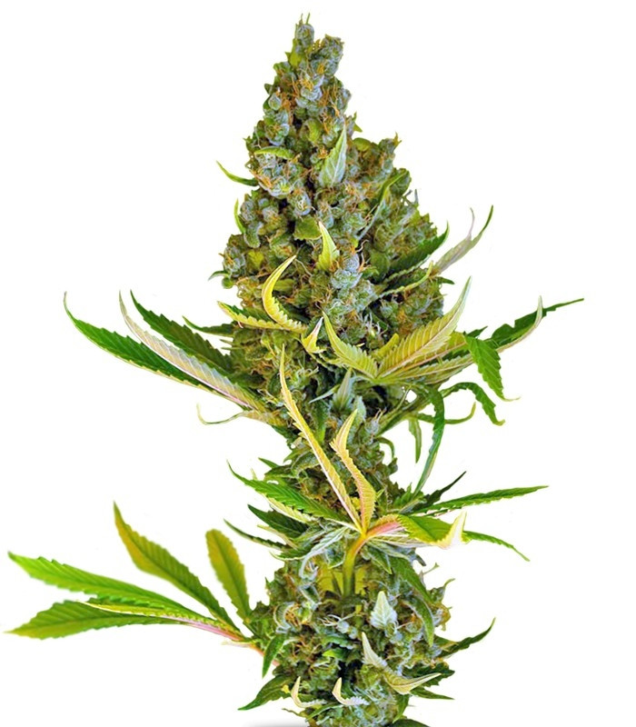 Семена сорта Sweet Cheese F1 Fast Version fem (Sweet Seeds) Семена сорта Sweet Cheese F1 Fast Version fem (Sweet Seeds)