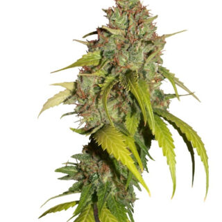 Сорт Sweet Tai fem (Sweet Seeds) Сорт Sweet Tai fem (Sweet Seeds)