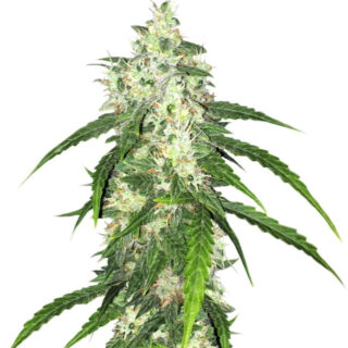 Сорт Swiss Cheese Automatic fem (Nirvana Seeds) Сорт Swiss Cheese Automatic fem (Nirvana Seeds)