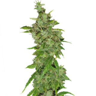 Сорт Tangerine Dream fem (Barney's Farm)