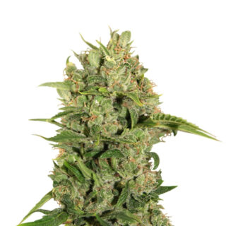 Сорт Triple Cheese fem (Barney's Farm) Сорт Triple Cheese fem (Barney's Farm)