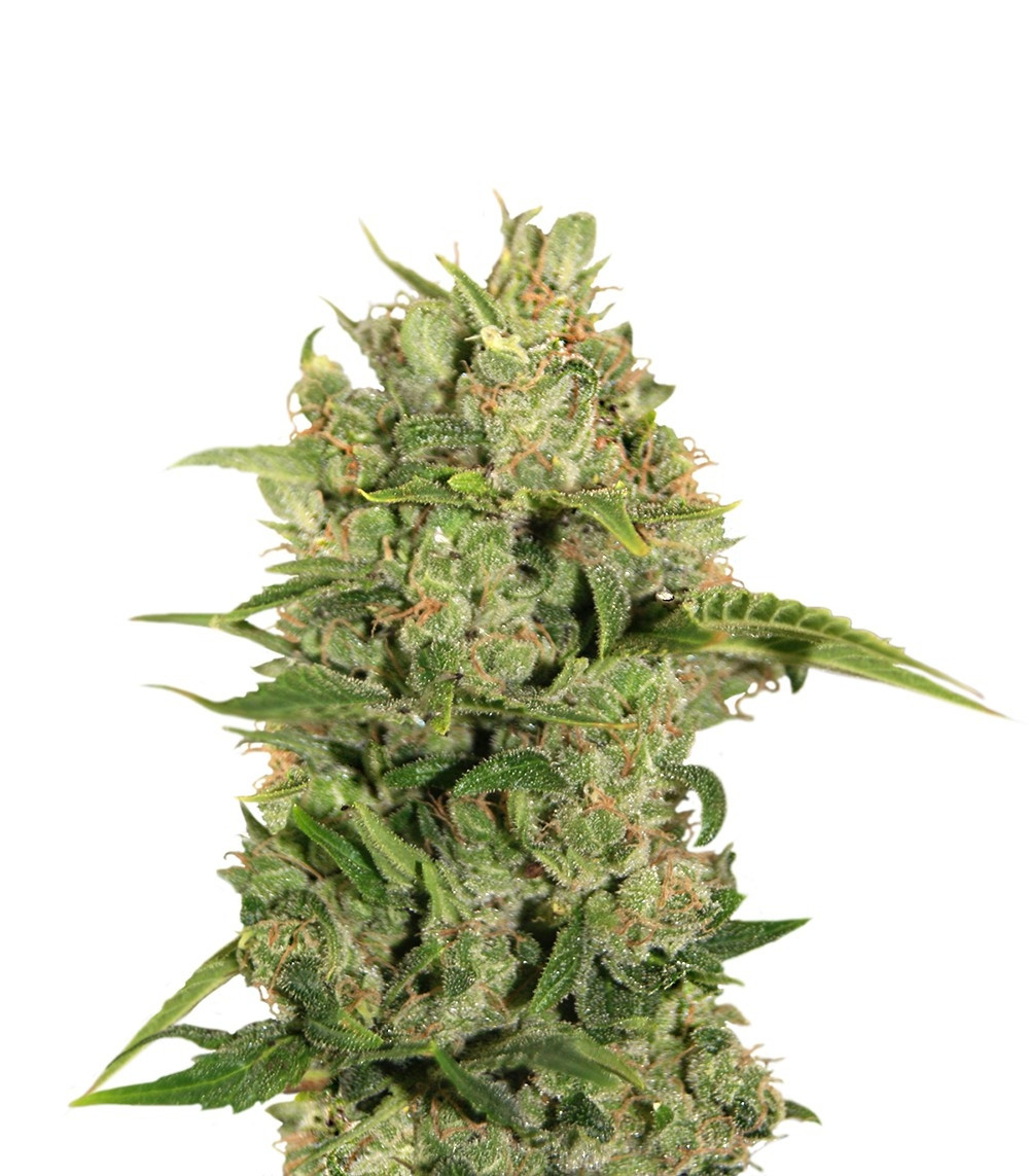 Сорт Triple Cheese fem (Barney's Farm) Сорт Triple Cheese fem (Barney's Farm)