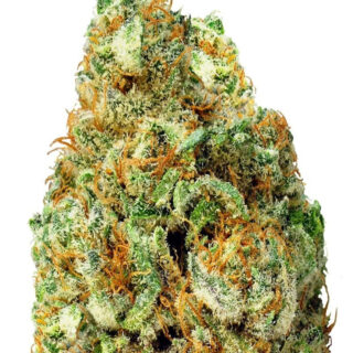 Сорт Turbo Bud auto fem (Heavyweight Seeds)