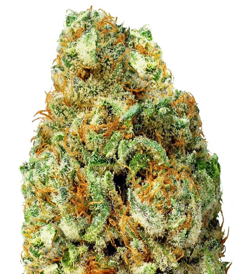 Сорт Turbo Bud auto fem (Heavyweight Seeds) Сорт Turbo Bud auto fem (Heavyweight Seeds)