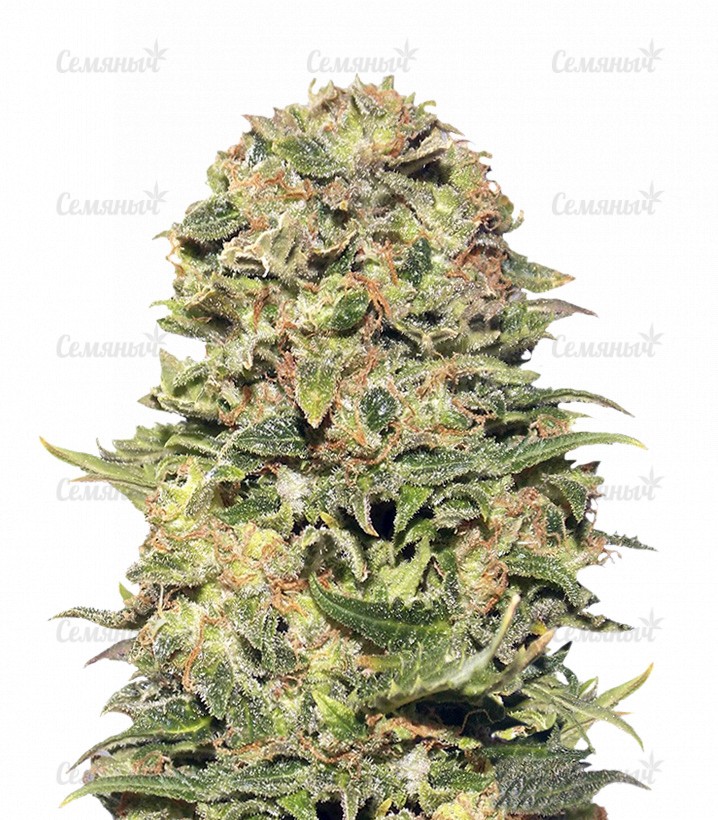 Семена сорта White Widow (00 Seeds) Семена сорта White Widow (00 Seeds)