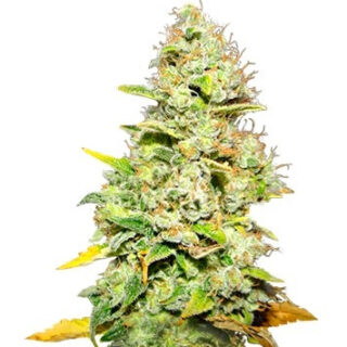 Сорт White Widow fem (Medical Seeds) Сорт White Widow fem (Medical Seeds)