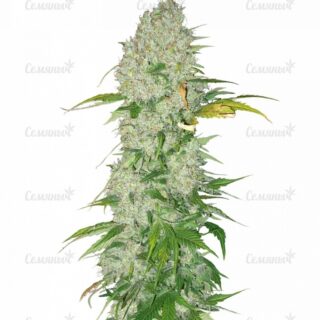 Сорт Opium fem (Paradise Seeds)
