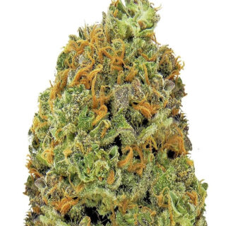 Сорт Wipeout Express auto (Heavyweight Seeds) семена конопли