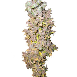 Сорт Northern Lights fem (Nirvana Seeds)