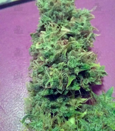 Сорт + Speed Auto fem (Sweet Seeds) Сорт + Speed Auto fem (Sweet Seeds) — изображение 3