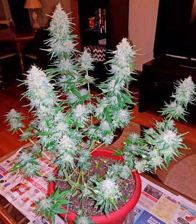 Сорт Strawberry Cake fem (Heavyweight Seeds) Сорт Strawberry Cake fem (Heavyweight Seeds) — изображение 4