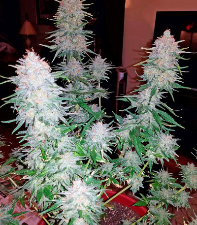 Сорт Strawberry Cake fem (Heavyweight Seeds) Сорт Strawberry Cake fem (Heavyweight Seeds) — изображение 5