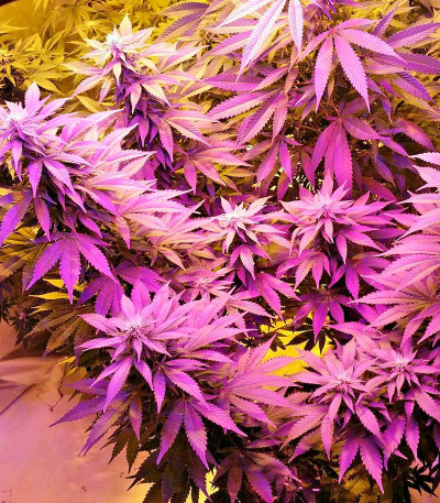 Сорт Strawberry Cake fem (Heavyweight Seeds) Сорт Strawberry Cake fem (Heavyweight Seeds) — изображение 6