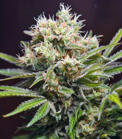 Сорт Rainbow Road fem (Paradise Seeds) Сорт Rainbow Road fem (Paradise Seeds) — изображение 3